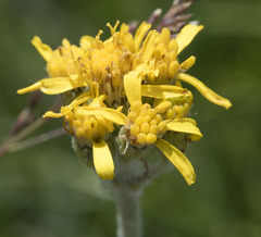 Senecio scorzonella