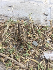 Calliptamus barbarus