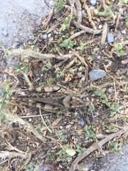 Calliptamus barbarus