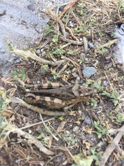 Calliptamus barbarus