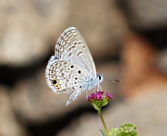 Hemiargus hanno hanno