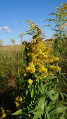 Solidago × niederederi