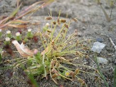 Cyperus subsquarrosus