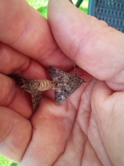 Mamestra brassicae