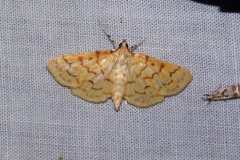 Polygrammodes flavidalis
