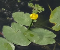 Nuphar lutea