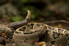 Crotalus culminatus