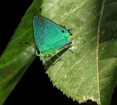 Chalybs janias