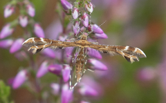 Oxyptilus pilosellae