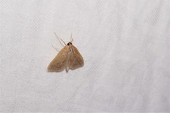 Framinghamia helvalis