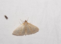 Framinghamia helvalis
