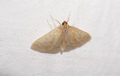 Framinghamia helvalis