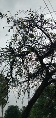Cordia dichotoma
