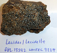 Lecidea