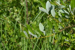 Salix serissima