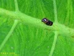 Okiscarta uchidae