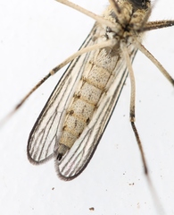 Aedes rusticus
