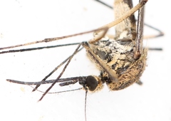 Aedes rusticus