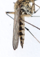 Aedes rusticus