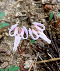 Dicentra uniflora