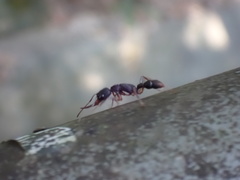 Harpegnathos venator