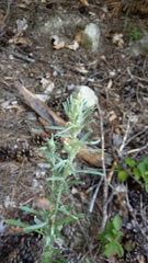 Omalotheca sylvatica