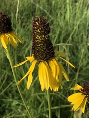 Rudbeckia texana