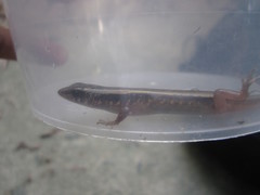 Sphenomorphus indicus