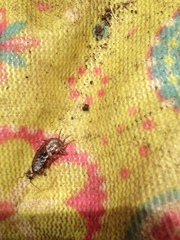 Arcitalitrus sylvaticus