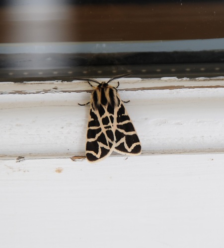 Nevada Tiger Moth photo 4