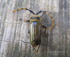 Retrachydes thoracicus