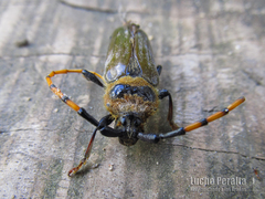 Retrachydes thoracicus