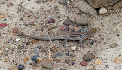 Liolaemus gracilis