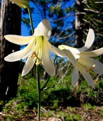 Lilium washingtonianum