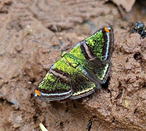 Caria plutargus · iNaturalist