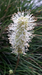 Sanguisorba dodecandra