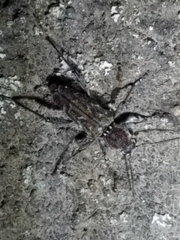 Xylotrechus nauticus