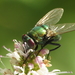 翠蠅屬 - Photo 由 Simon Oliver 所上傳的 (c) Simon Oliver，保留部份權利CC BY-NC