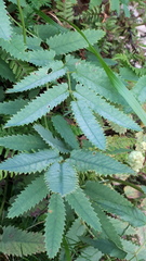 Sanguisorba dodecandra