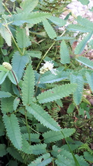 Sanguisorba dodecandra