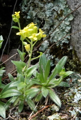 Draba petrophila