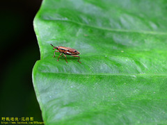 Sphenocorynes kosempoensis