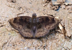 Nisoniades bipuncta