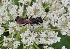 Lyroda