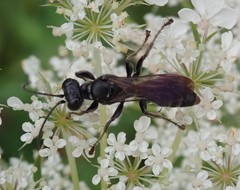 Lyroda