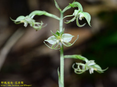 Habenaria petelotii