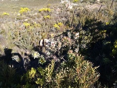 Leucadendron pubibracteolatum