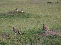 Athene cunicularia
