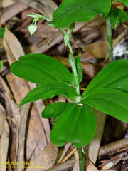 Habenaria petelotii