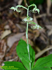 Habenaria petelotii